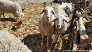 养殖专业合作社可行性报告(肉羊养殖可行性分析报告)