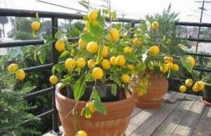 盆栽柠檬的养殖(盆栽柠檬树，养护注意“技巧”，开花多，结果多，果子超漂亮)