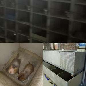 养殖竹鼠的鼠池(竹鼠栏舍怎么建？)