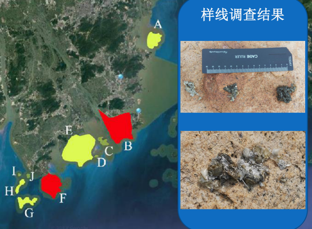 广东珠海淇澳-担杆岛省级自然保护区首次拍到欧亚水獭影像