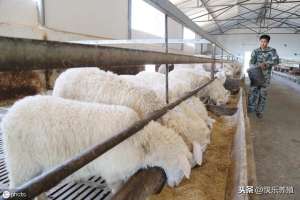 养殖绵羊(新手如何入行养羊？需要注意哪些问题？)