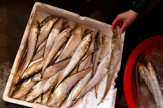 江刀8千一斤抢着要，养殖4百没人买，长江禁渔后的刀鱼从哪来？