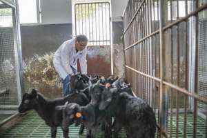 大足黑山羊养殖视频(拯救大足黑山羊种群，一场持续20年的接力)