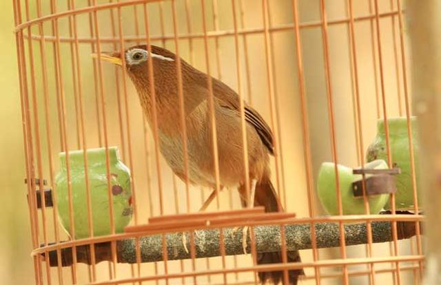 画眉鸟饲养方法养殖技术学习