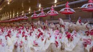 中国肉鸡养殖企业排名(盘点国内十大肉鸡养殖巨头发家史，你了解多少？（一）)