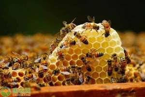国王的养殖方法(蜜蜂双王如何养殖？有哪些注意事项？)