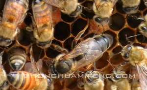 密蜂的养殖技术(蜜蜂养殖技术要点)