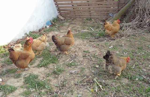 育成期种公鸡在饲养管理上有什么要点