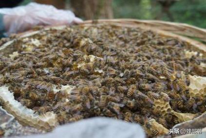 土养中蜂，如何给蜂群换王？老蜂农分享3招，养蜂小白：太实用了