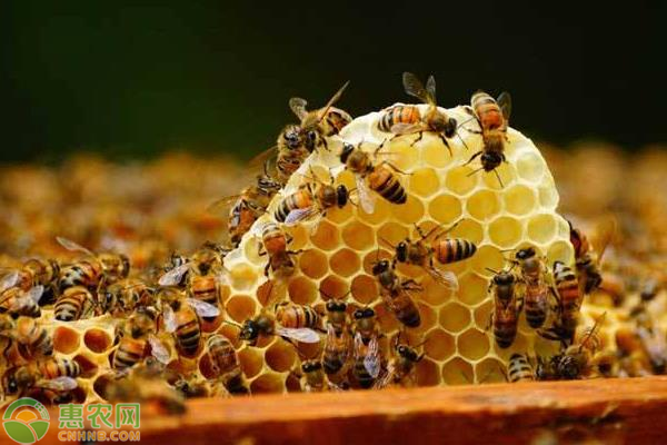 蜜蜂双王如何养殖？有哪些注意事项？