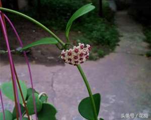 心叶球兰的养殖方法(心叶球兰，如此有爱意的一盆花，如何养才能开更多球花？)