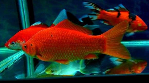 三种红色观赏鱼喜庆易饲养，红红火火过春节！