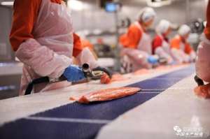 三文鱼养殖加盟(全球最大三文鱼生产商挪威Mowi上海新厂即将启动)
