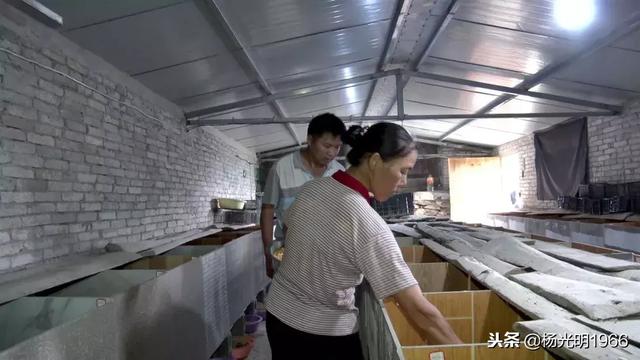 贵州丹寨：竹鼠蛋鸡喜丰收 特色养殖促脱贫