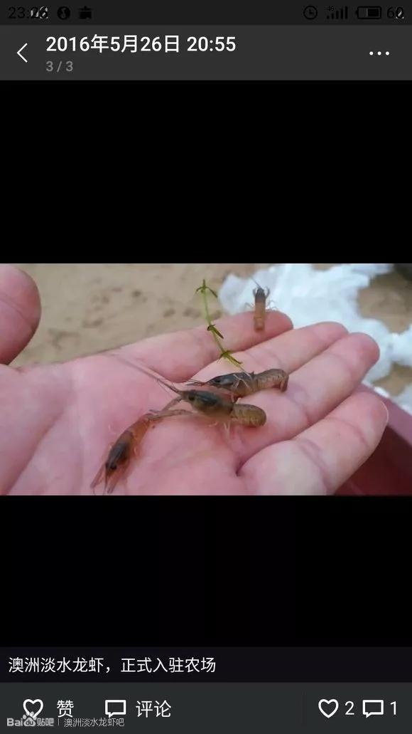 一线经验谈养殖澳洲淡水龙虾
