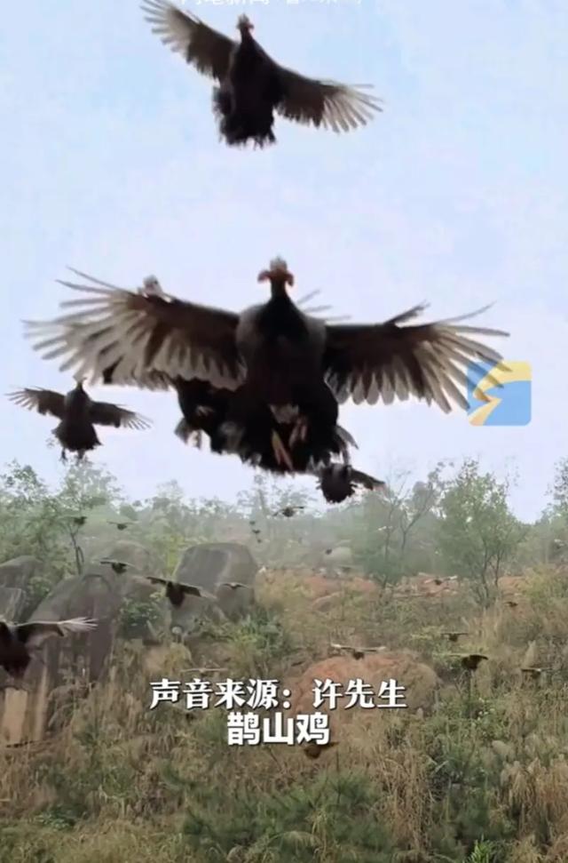 男子养了一群会飞的鸡，群鸡俯冲犹如轰炸机，网友：鸡不会飞走吗