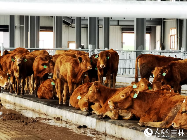 珲春市近海街道太阳村：“现代养殖+旅游”让黄牛养殖业更“牛”