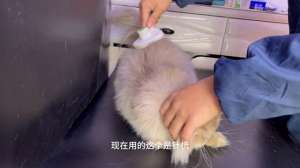长毛绵羊养殖技术视频(长毛蓝金渐层怎么梳毛，猫咪毛发护理，养猫食用小技巧#新)