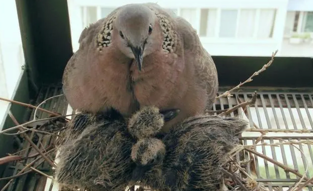 吃野生斑鸠其实对人有害？连筑巢都不会的斑鸠，究竟如何繁殖的？