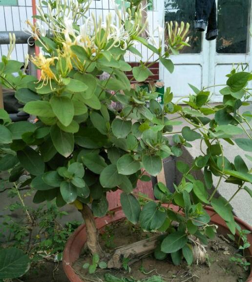 养好盆栽金银花，记住5个“细节”，花开一树，3年长成漂亮老桩！