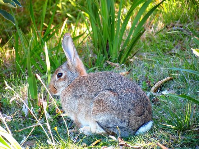 谈野兔的习性和饲养的技巧