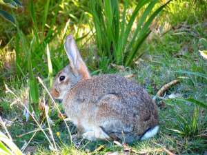 野生兔子的养殖(谈野兔的习性和饲养的技巧)