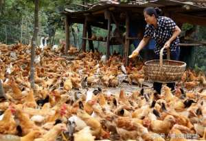 草鸡养殖成本计算(1000土鸡养殖成本计算，刚加入养鸡行业必知道的重点)