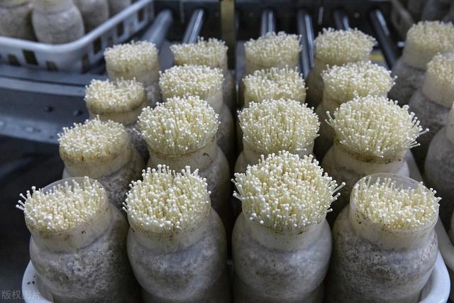 农村种植金针菇的技术确实简单，容易掌握，但有些技巧一定要知道