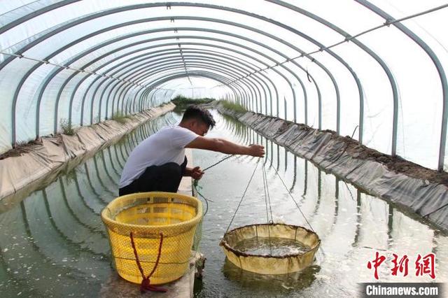 新疆英吉沙县“尝鲜”对虾养殖获丰收