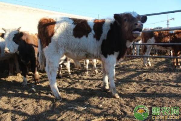 牛犊如何养殖护理？养牛新手需要注意哪些？