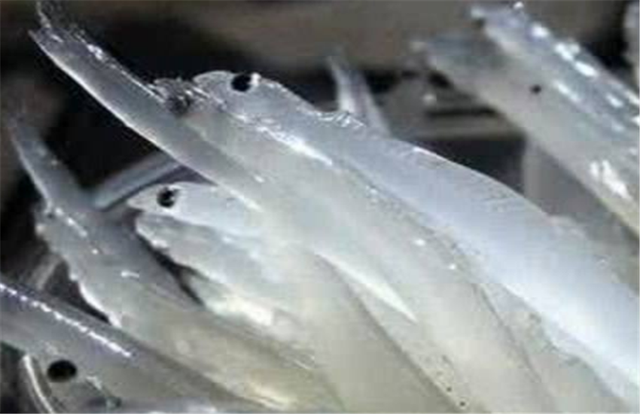 银鱼的营养价值非常高，养殖过程中有哪些注意事项