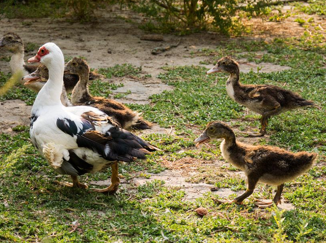 养鸭子也存在风险，要了解这些禁忌，掌握正确的养殖方法