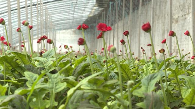 视频︱大棚改种非洲菊，一亩能挣三万元