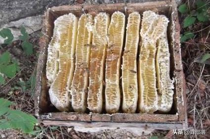 土养中蜂，如何给蜂群换王？老蜂农分享3招，养蜂小白：太实用了