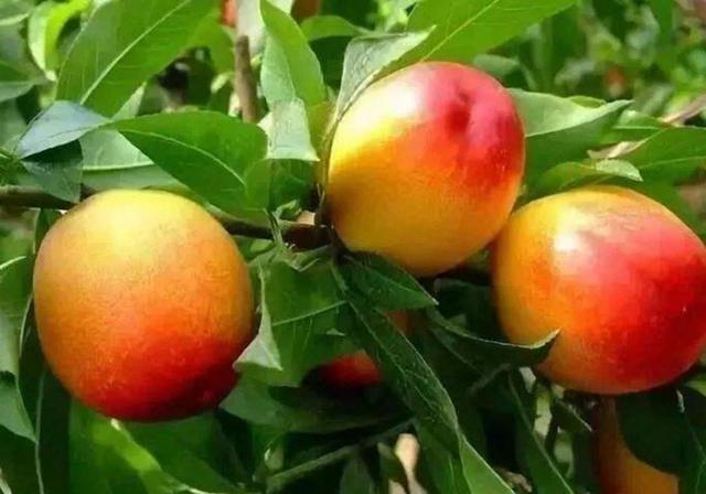 盆栽桃树的栽培，知道枝和叶及芽的生长习性，桃子产量更高
