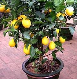 盆栽柠檬树，养护注意“技巧”，开花多，结果多，果子超漂亮！