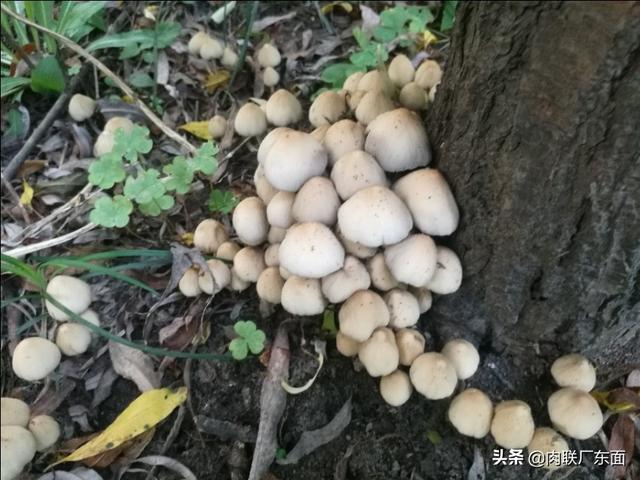 小树林里的野蘑菇
