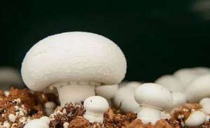 羊粪养殖蘑菇(双孢菇技术易于掌握，销售价格高，经济效益明显)