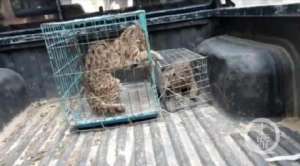猫豹养殖(洛阳养殖场内现保护动物豹猫，老板称野生的可以出售)