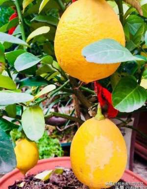 盆栽柠檬的养殖方法(如何养好“盆栽柠檬”，才能让它“叶片不黄”，结果多？)