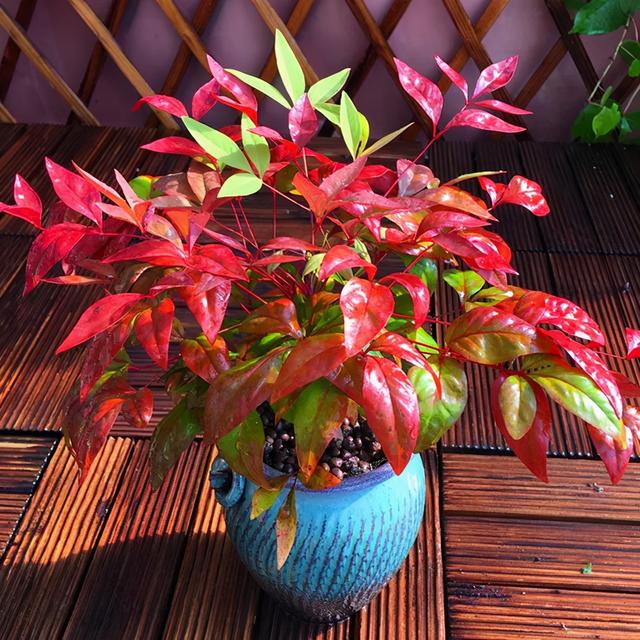 冬日暖阳的一簇火红绿植，火焰南天竹这么养护，叶片绯红果子亮丽