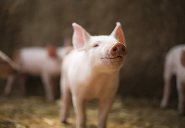 广东省：将实施生猪标准化规模养殖提升行动 确保规模养殖比例达到80%以上