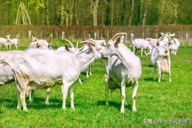 农村创业养殖山羊，做好以下七点，就很容易成功