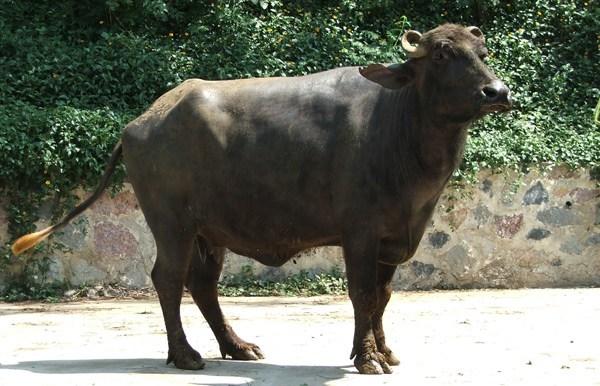 广西农村适合养黄牛还是水牛，如何选择养牛的品种？