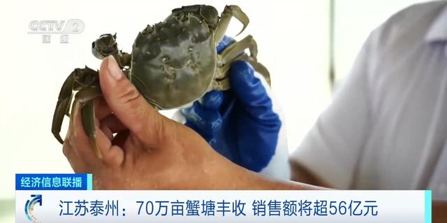 亩产300斤！江苏泰州70万亩蟹塘迎丰收，销售额将超56亿元