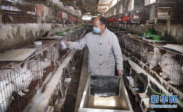 陕西洋县：肉兔养殖助力脱贫致富