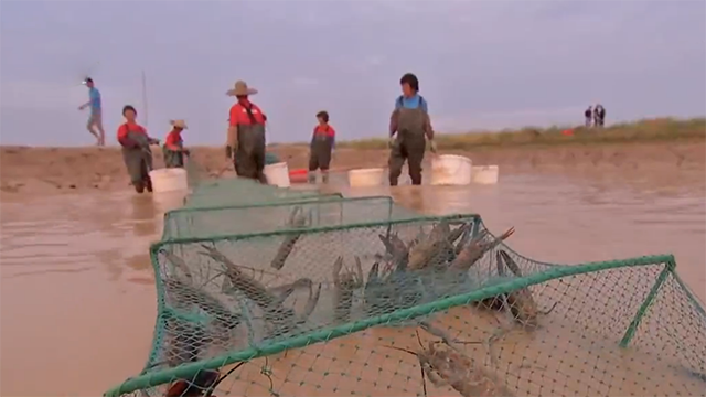 水泥池中养龙虾，亩产3.2万元，学会他3个养殖绝招，想不赚钱都难