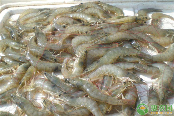 高产南美白对虾应该怎么养殖？池塘地如何选择？