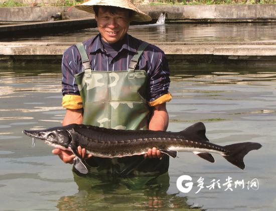 “鲟”出美好生活 贵州鲟鱼养殖成“水中存折”