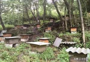 养殖蜜蜂一年能挣多少钱(养殖1000箱蜜蜂，前景如何？养蜂人给你分析)
